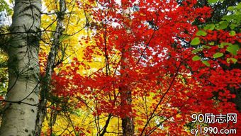 形容秋寒的古詩句