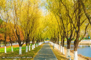 關(guān)于秋天林蔭小道的詩句