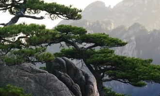 關(guān)于松樹精神的詩句