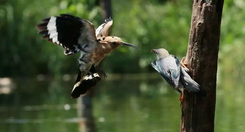 描述鳥的詩(shī)句古詩(shī)大全