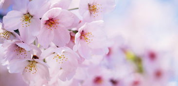 陽春,櫻花,詩句