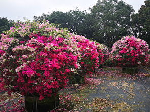 有關于三角梅的詩句