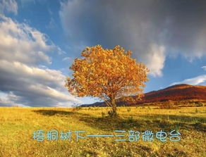 鳳凰,詩句,梧桐