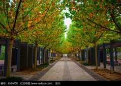 關于描寫梧桐的詩句古詩