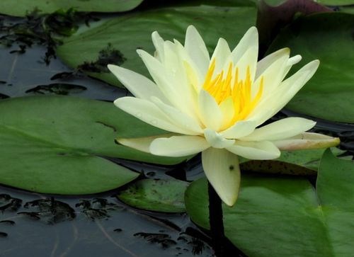 關(guān)于葉落歸塵的詩(shī)句