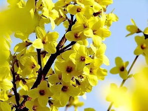 關(guān)于贊美連翹花詩句