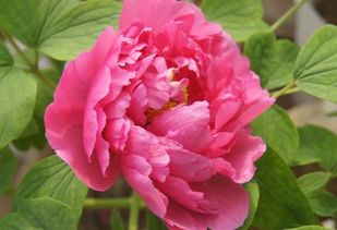 描寫(xiě)冬天牡丹的詩(shī)句古詩(shī)