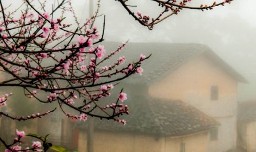 描寫湖水魚兒的古詩句