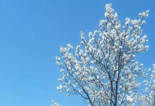 關(guān)于青春的詩句古詩詞,懷念青春的詩句古詩詞,追憶青春的詩句古詩詞