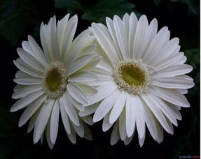 悼念父母的古詩佳句,悼念母親的古詩句,悼念祖先的古詩句