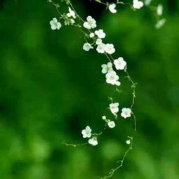 古詩中花開的詩句