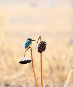 關(guān)于剎那的詩(shī)句