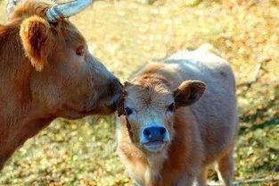 關(guān)于舐犢情深詩(shī)句