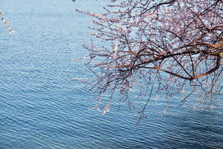 關(guān)于柳橋的詩(shī)句