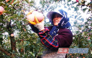 詩(shī)句,蘋(píng)果