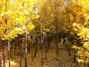 古詩(shī),詩(shī)句,菊花,秋天