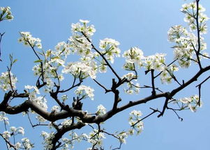 寫梨花的古詩句