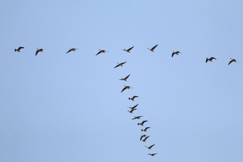 古詩(shī),詩(shī)句,描寫,思念