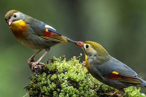 古詩,詩句,中與,有哪些