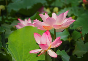 關(guān)于晚上荷花詩句