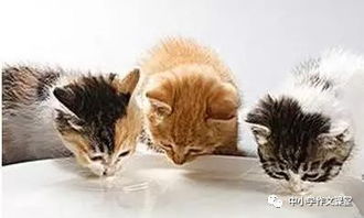 寫動(dòng)物的古詩句有哪些,與動(dòng)物有關(guān)的古詩句,含有動(dòng)物的古詩句