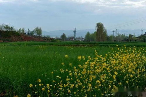 田園風(fēng)光,詩(shī)句,桃花,春天