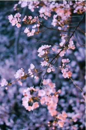 含有春夜的古詩句