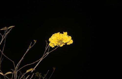 詩句,期盼,美好