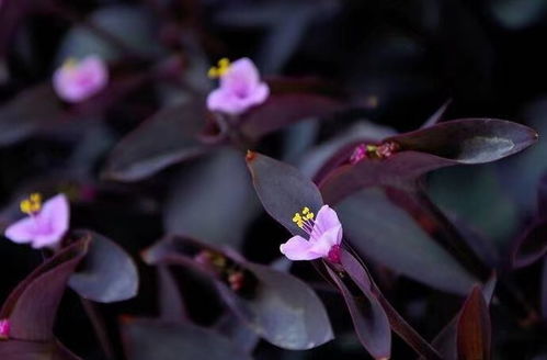 關(guān)于紫蘊(yùn)的詩句