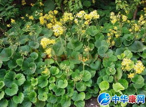 關于花木的詩句和句子