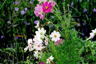 下雪花草的詩(shī)句古詩(shī)