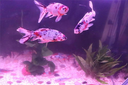 關(guān)于獨(dú)食的詩(shī)句