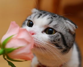 關(guān)于貓的美好詩句