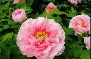 古人贊美牡丹的詩(shī)句,贊牡丹的詩(shī)句現(xiàn)代詩(shī),用牡丹贊美國(guó)之強(qiáng)大的詩(shī)句