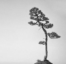 關(guān)于身處田園林泉的詩(shī)句