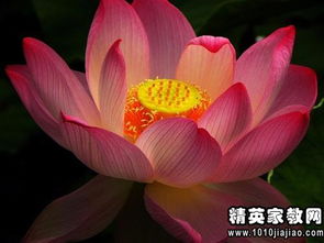 描寫荷花美詩句古詩大全