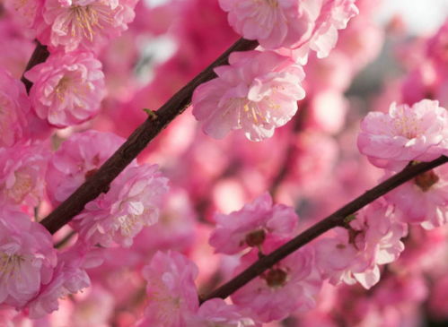 完美描繪春天的古詩句