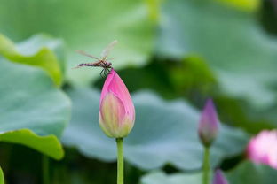 關(guān)于兒童荷花的詩句