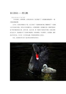 關(guān)于春天里天鵝的詩句