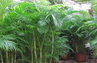 鳳尾竹,詩(shī)句