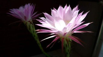 關(guān)于曇花古詩(shī)句