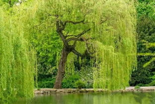 關于河邊垂柳的詩句