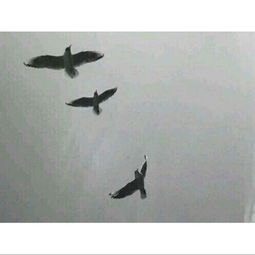 關(guān)于人生平淡的詩句