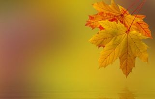 關(guān)于落葉奉獻(xiàn)的詩(shī)句