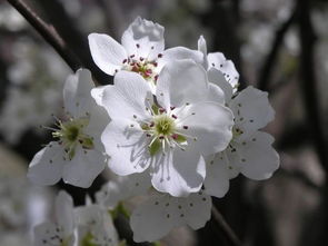 關(guān)于春天梨花開的古詩句,關(guān)于春天梨花的詩句古詩,描寫春天梨花的古詩