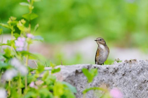 古詩里有鳥的詩句有哪些
