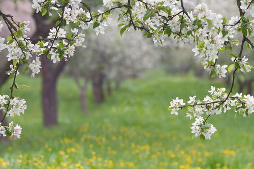 關(guān)于寫(xiě)春綠的詩(shī)句