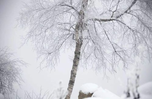 詩(shī)句,詩(shī)中,冬天,有哪些