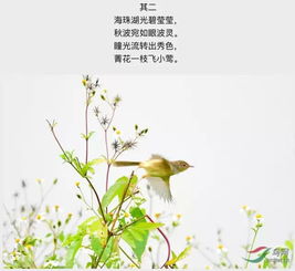 古詩中描寫植物長新芽的詩句
