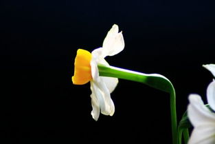 關(guān)于小學(xué)生自已寫的關(guān)于的花的詩句